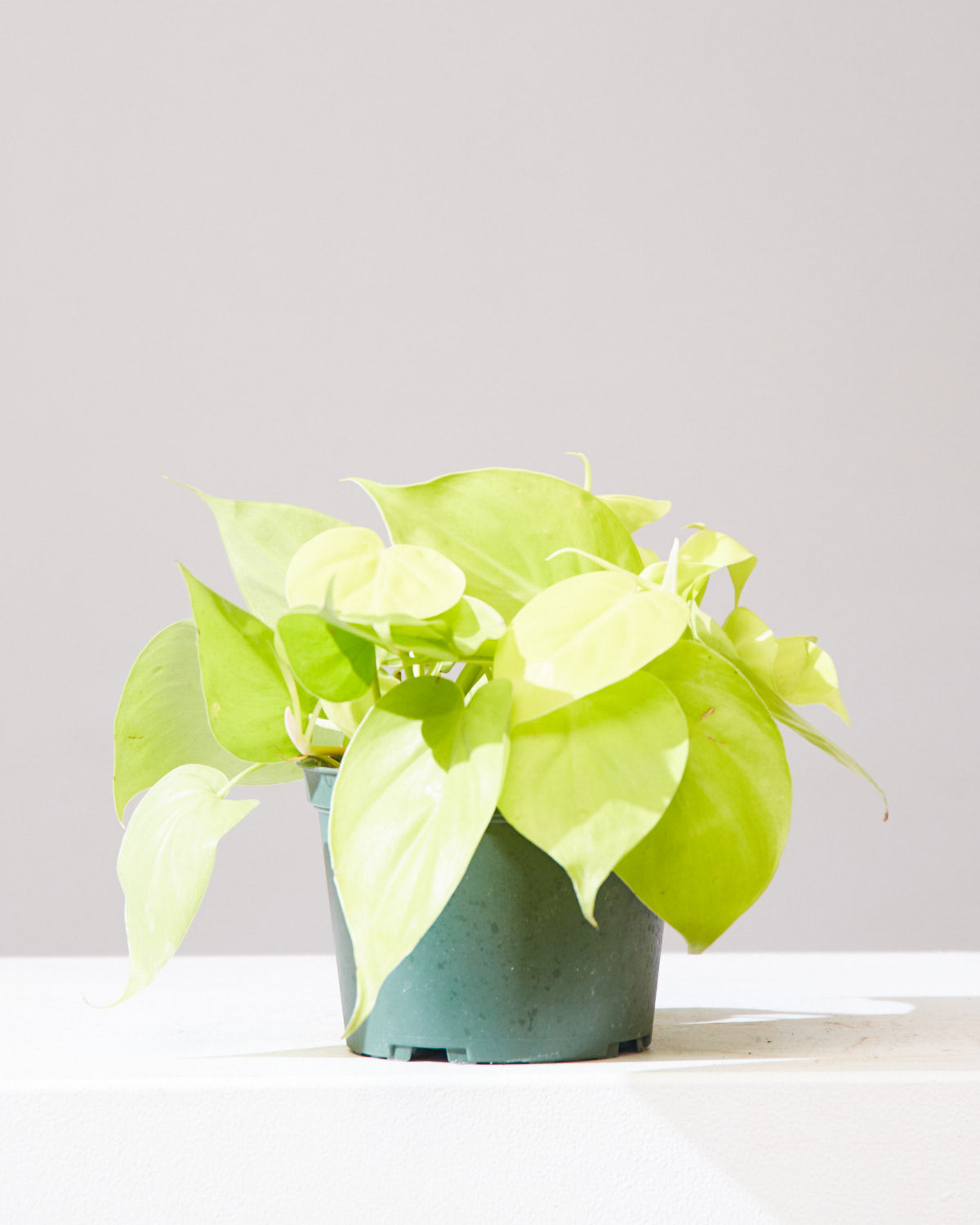 Lemon Heart Leaf: Philodendron cordatum 'Neon' - 6 inch hanging basket