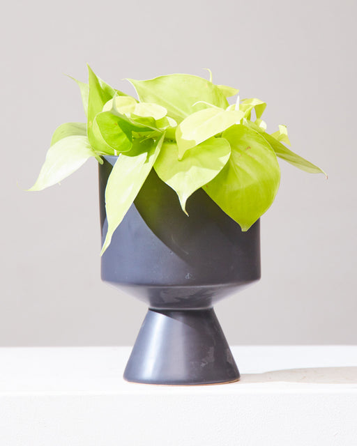 Lemon Heart Leaf: Philodendron cordatum 'Neon' - 6 inch hanging basket
