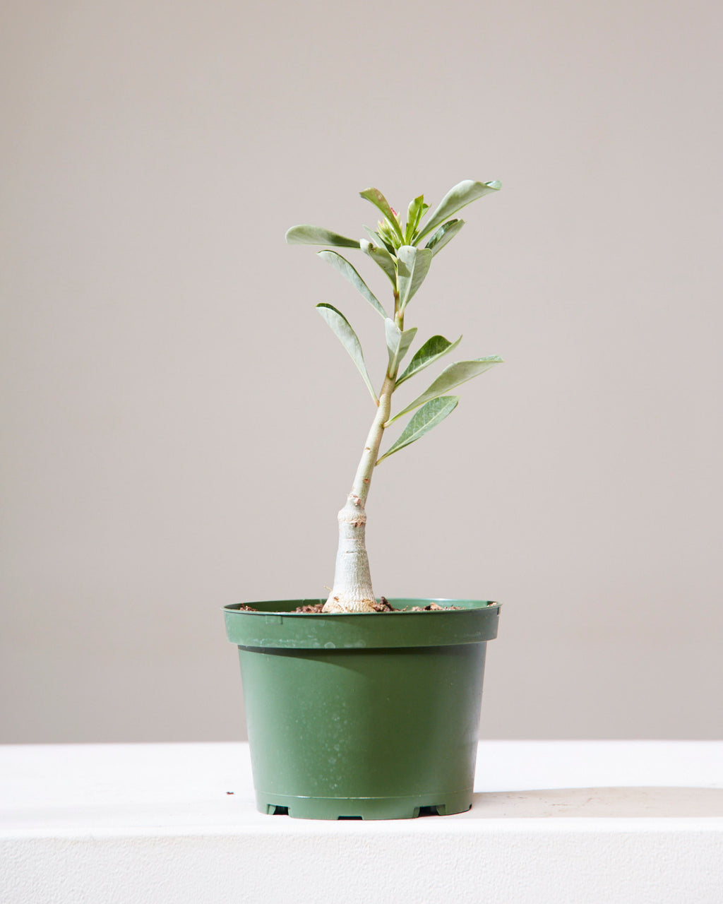 Desert Rose: Adenium obesum - 6 inch pot
