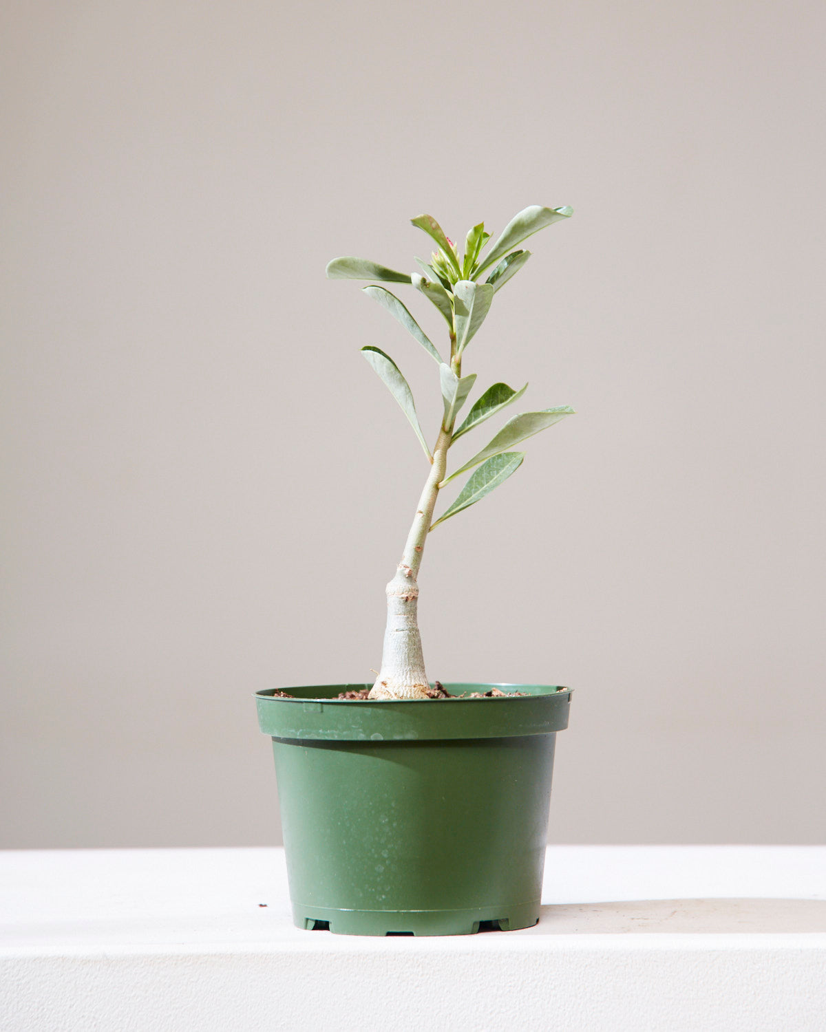 Desert Rose: Adenium obesum - 6 inch pot