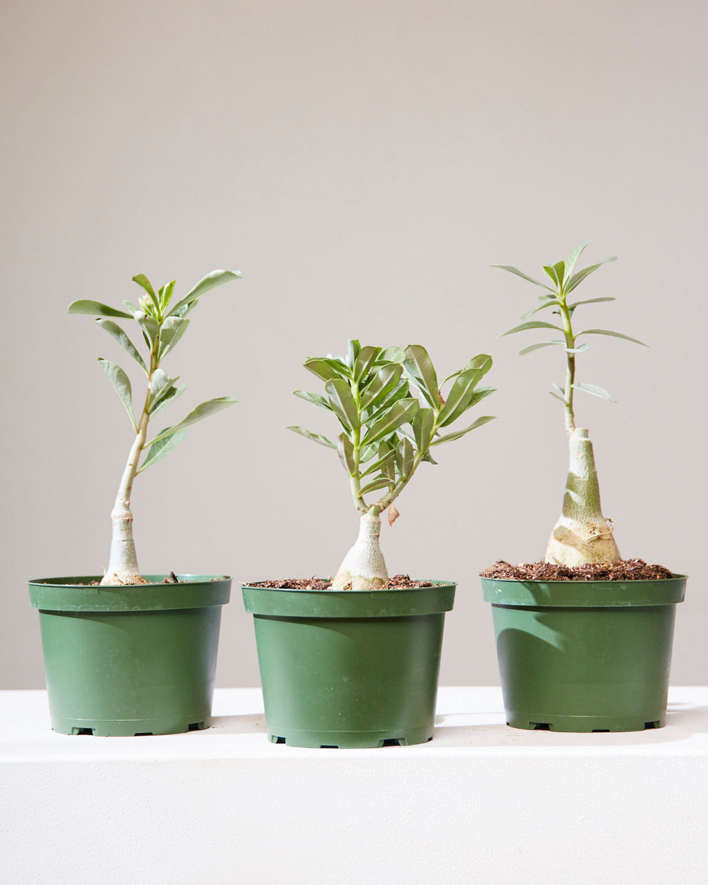 Desert Rose: Adenium obesum - 6 inch pot