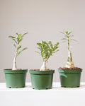Desert Rose: Adenium obesum - 6 inch pot