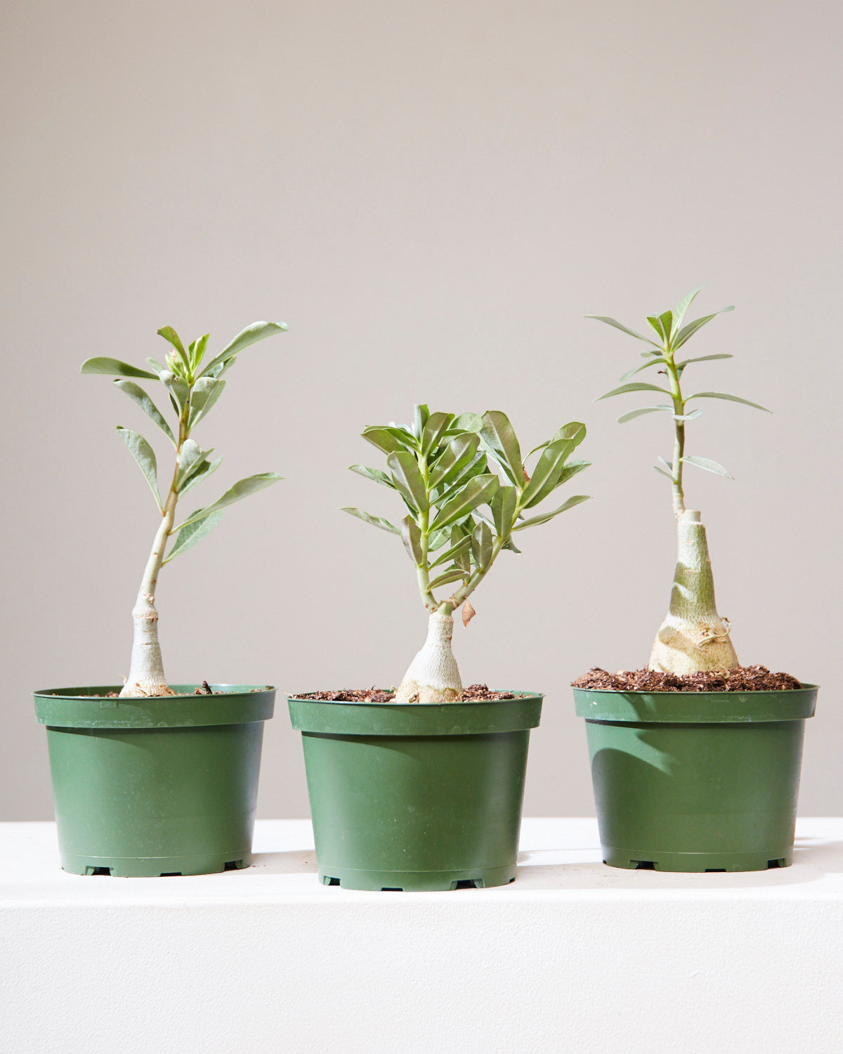 Desert Rose: Adenium obesum - 6 inch pot