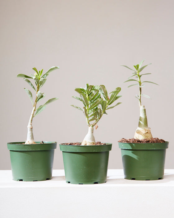 DESERT ROSE 6" Grower Pot