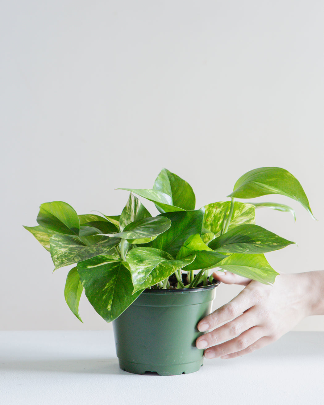 POTHOS GOLDEN 6" Grower Pot