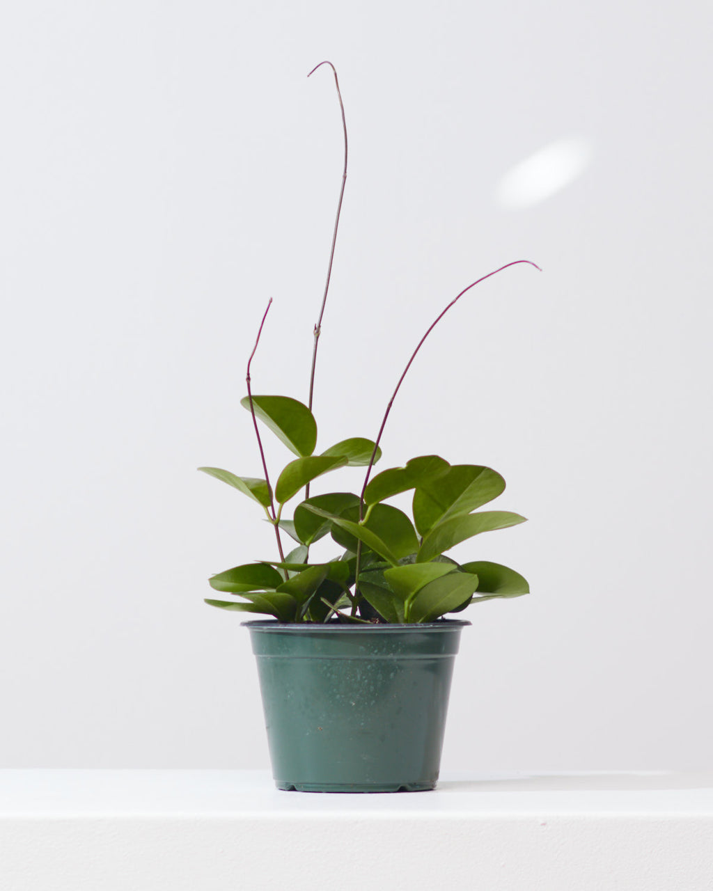 Wax Vine: Hoya australis - 5 inch pot