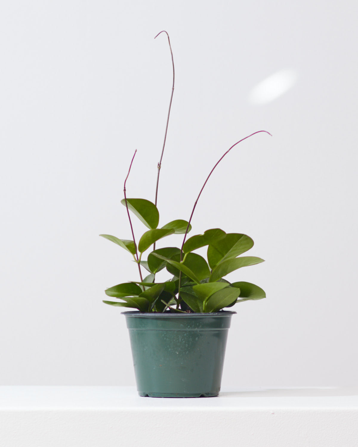 Wax Vine: Hoya australis - 5 inch pot