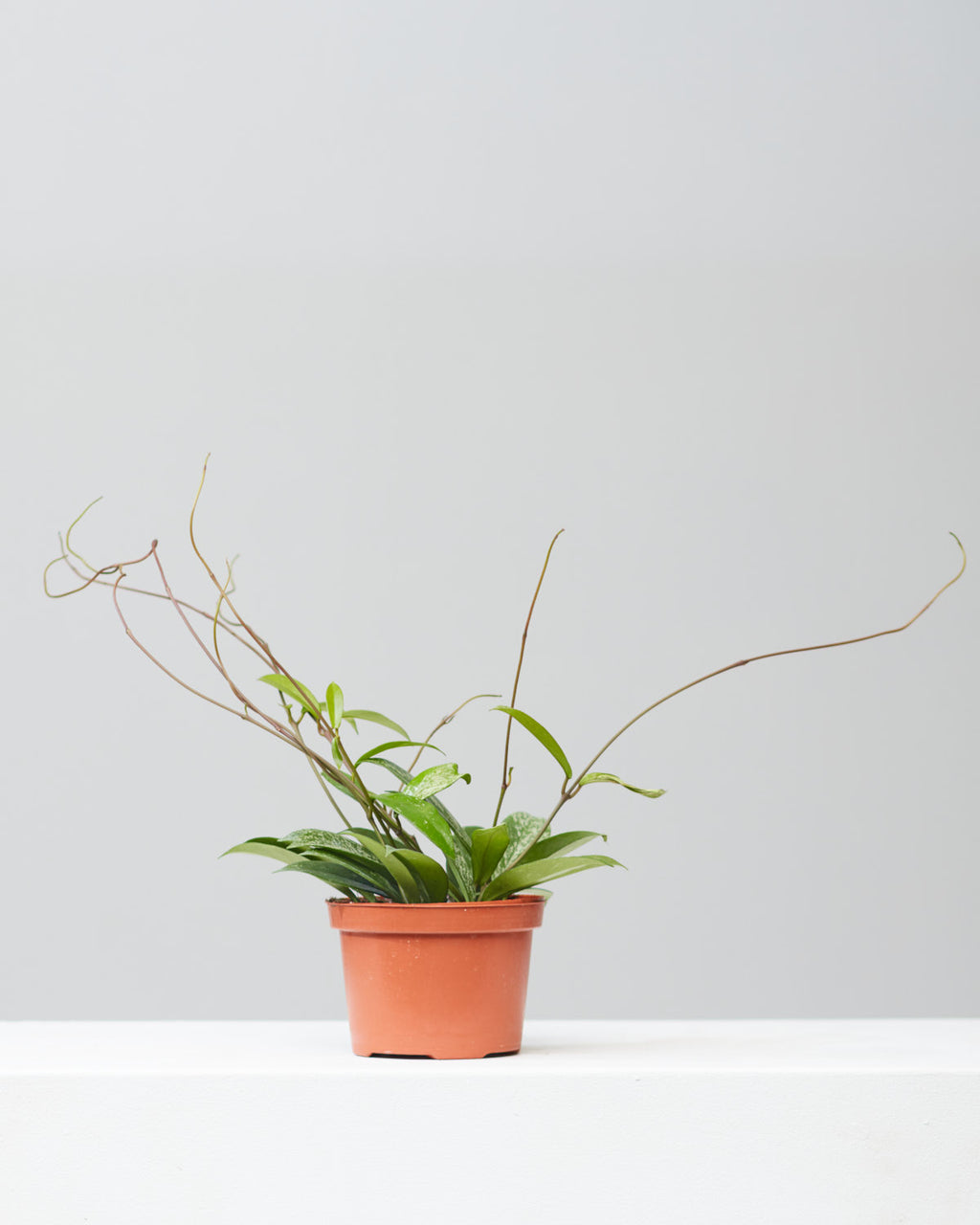 Waxflower: Hoya pubicalyx - 6 inch pot