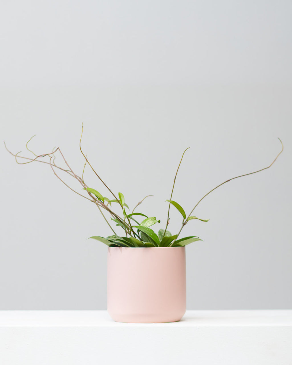 Waxflower: Hoya pubicalyx - 6 inch pot