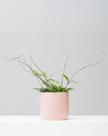 Waxflower: Hoya pubicalyx - 6 inch pot