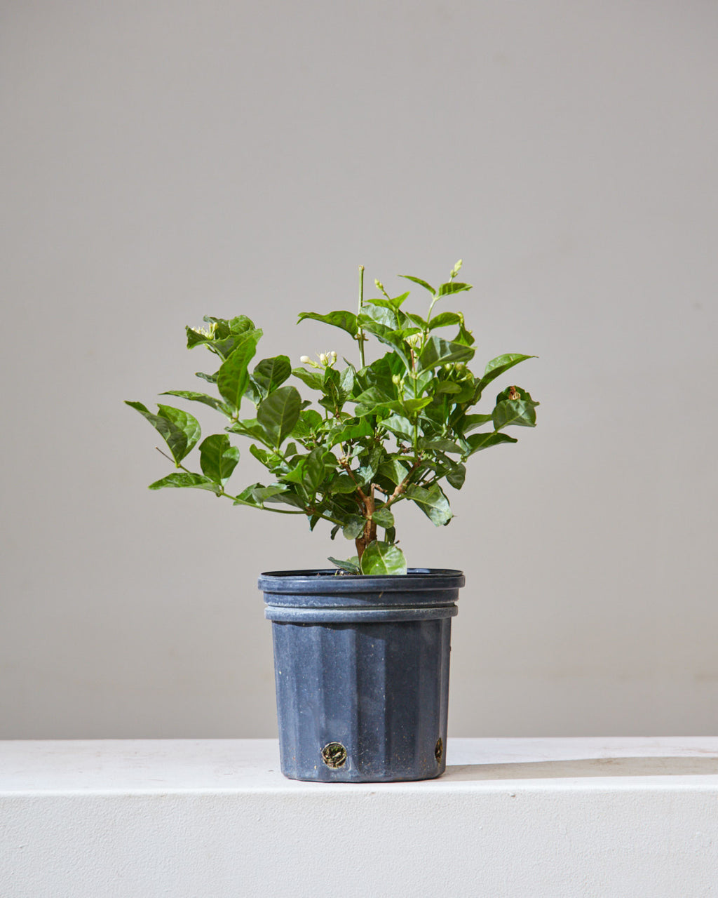 Maid of Orleans Jasmine: Jasminum sambac - 6 inch pot