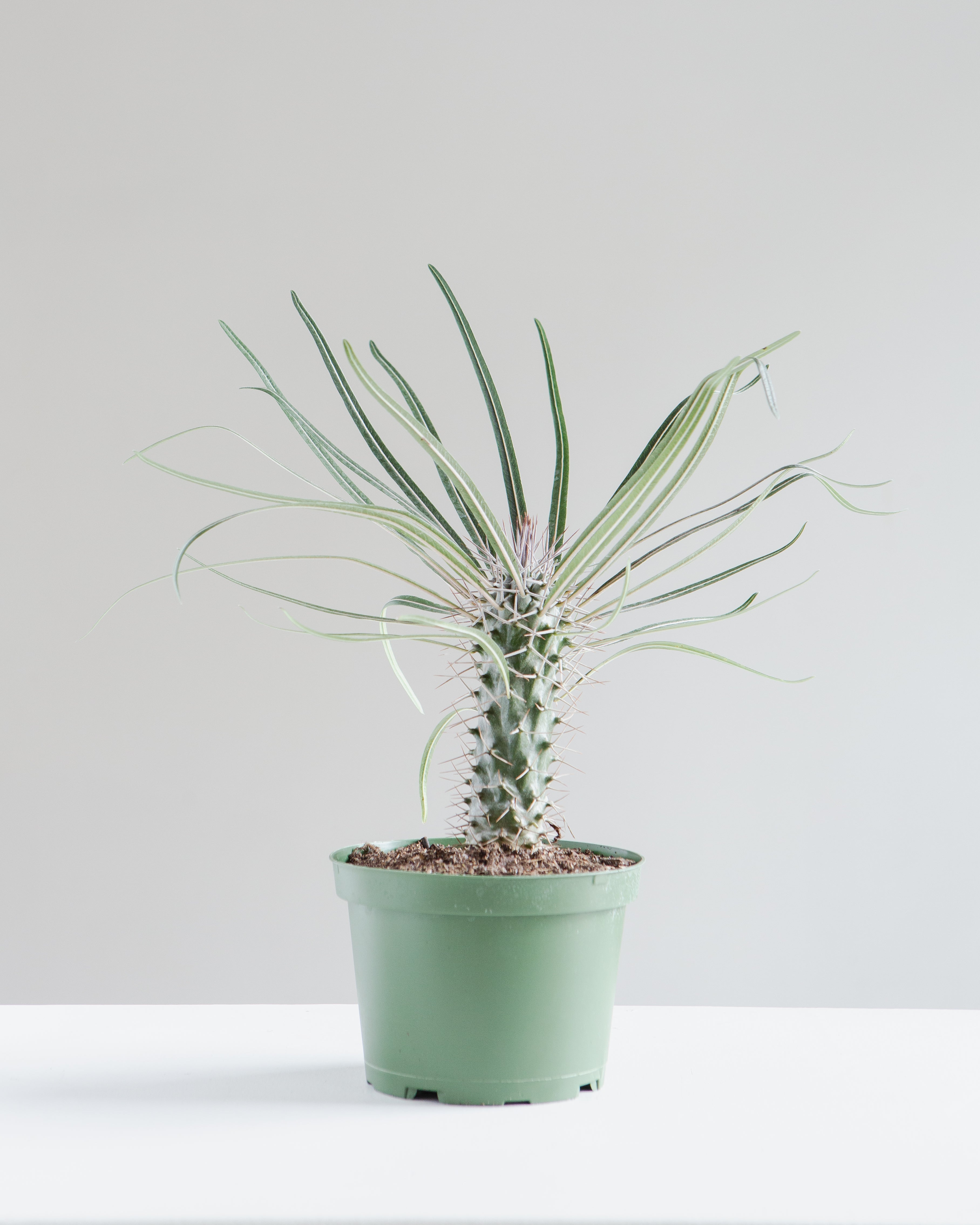 Madagascar Palm: Pachypodium lamerei - 6 inch pot