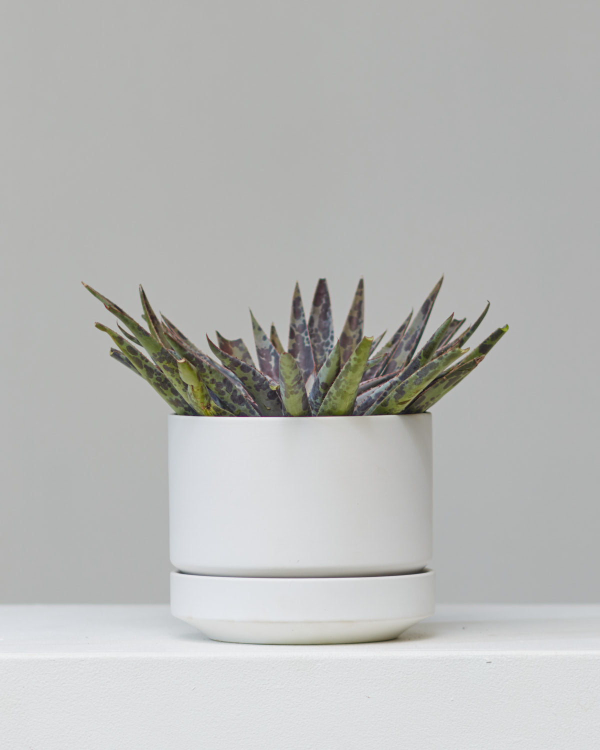 MANGAVE 'MOONGLOW' 6" Grower Pot