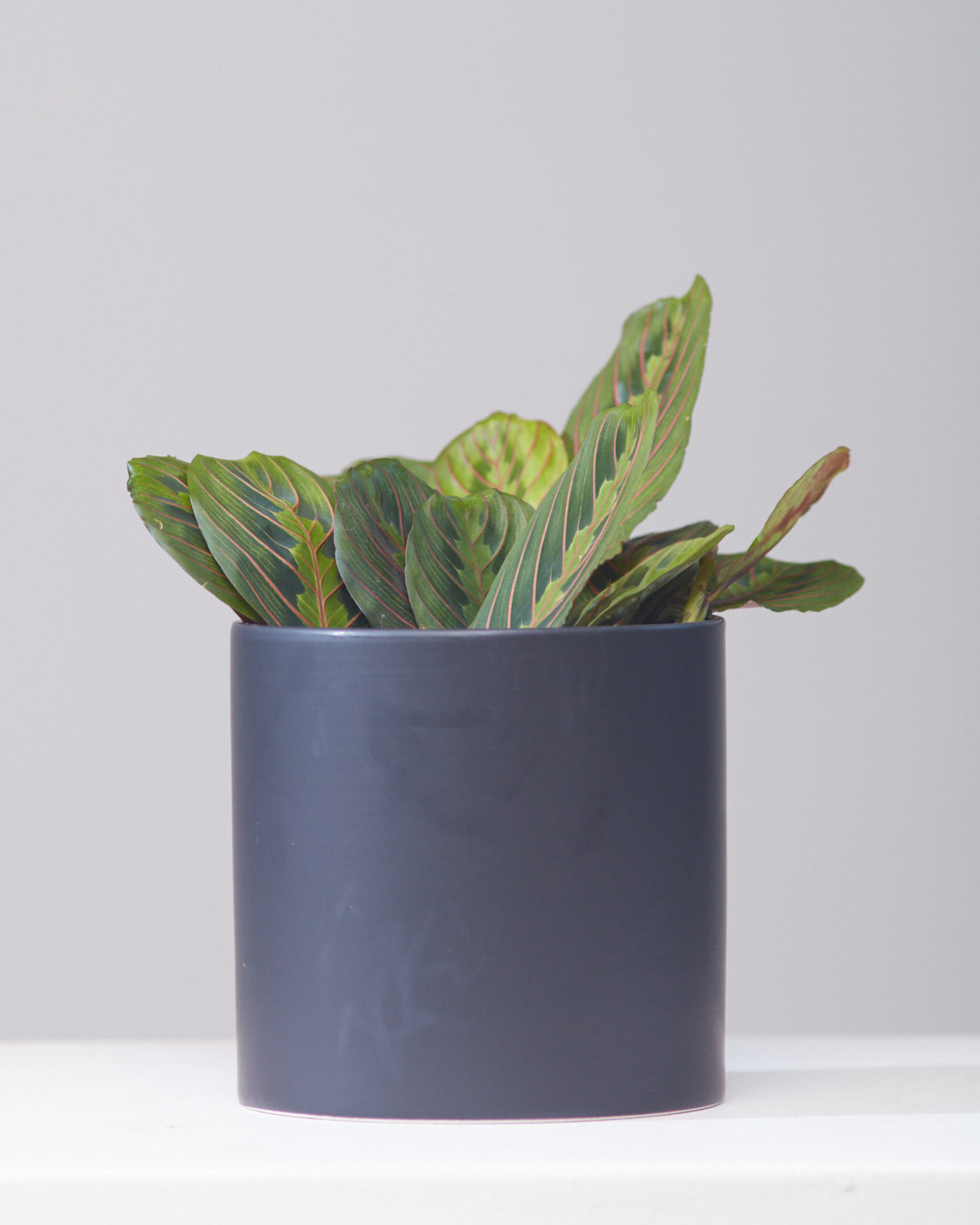 CERCLE PLANTER Matte Black, Small 6.5 Inch