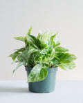 Marble Queen Pothos: Epipremnum aureum - 6 inch pot