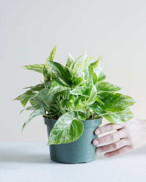 POTHOS MARBLE QUEEN 6" Grower Pot