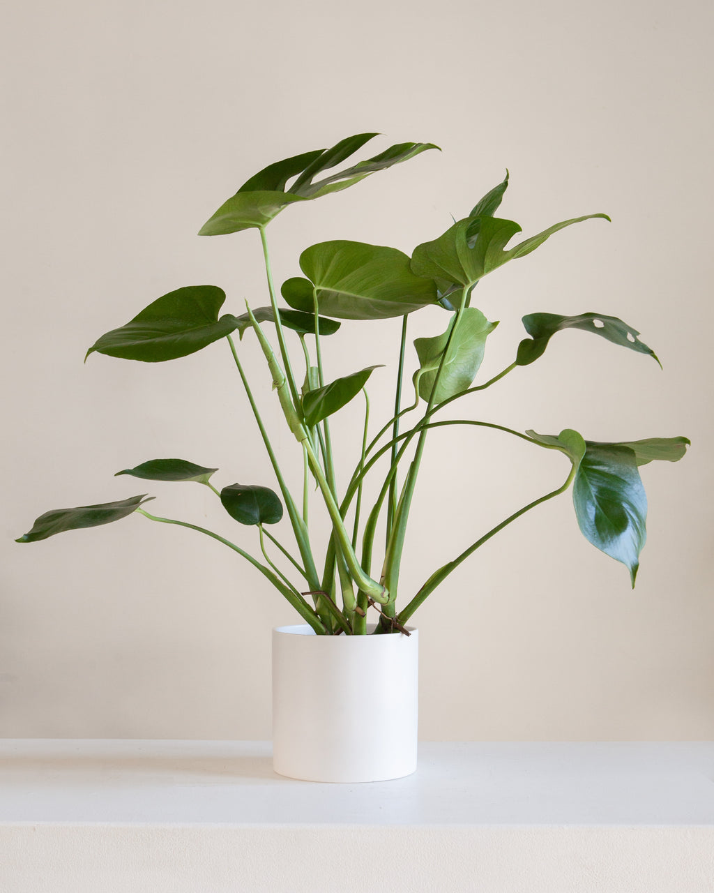 Swiss Cheese Plant: Monstera deliciosa - 5 inch pot