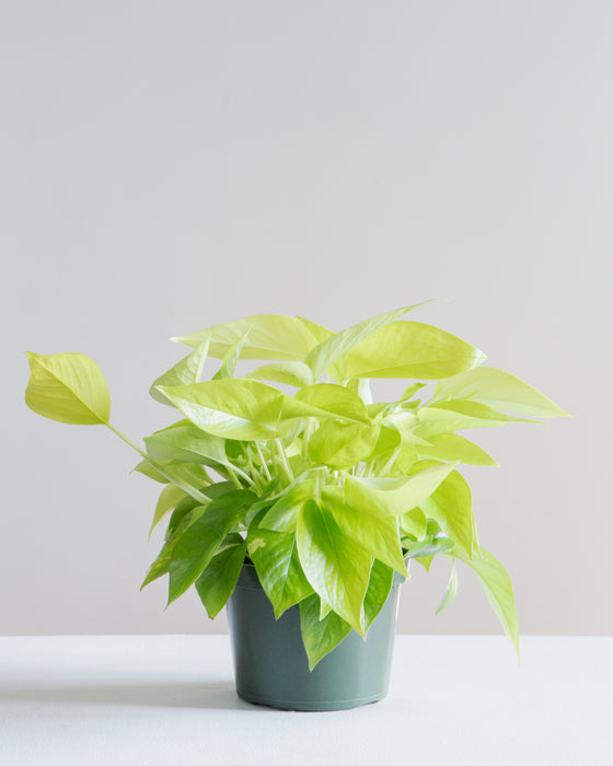 POTHOS NEON 6" Grower Pot