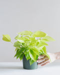 Neon Pothos: Epipremnum aureum - 6 inch pot