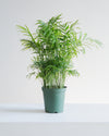 PARLOUR PALM 6" Grower Pot