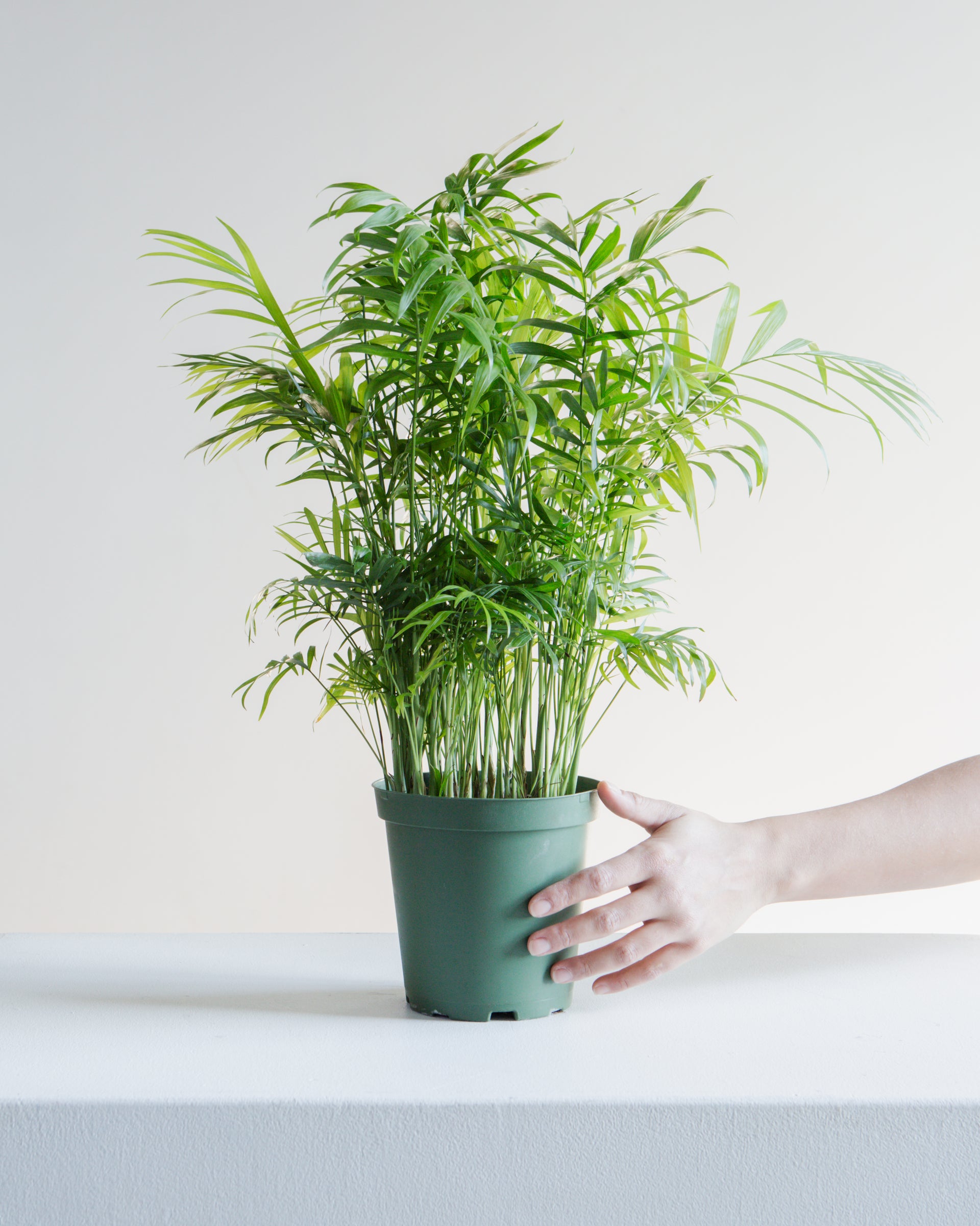 Parlour Palm: Chamaedorea elegans - 6 inch pot  Dynasty Plants