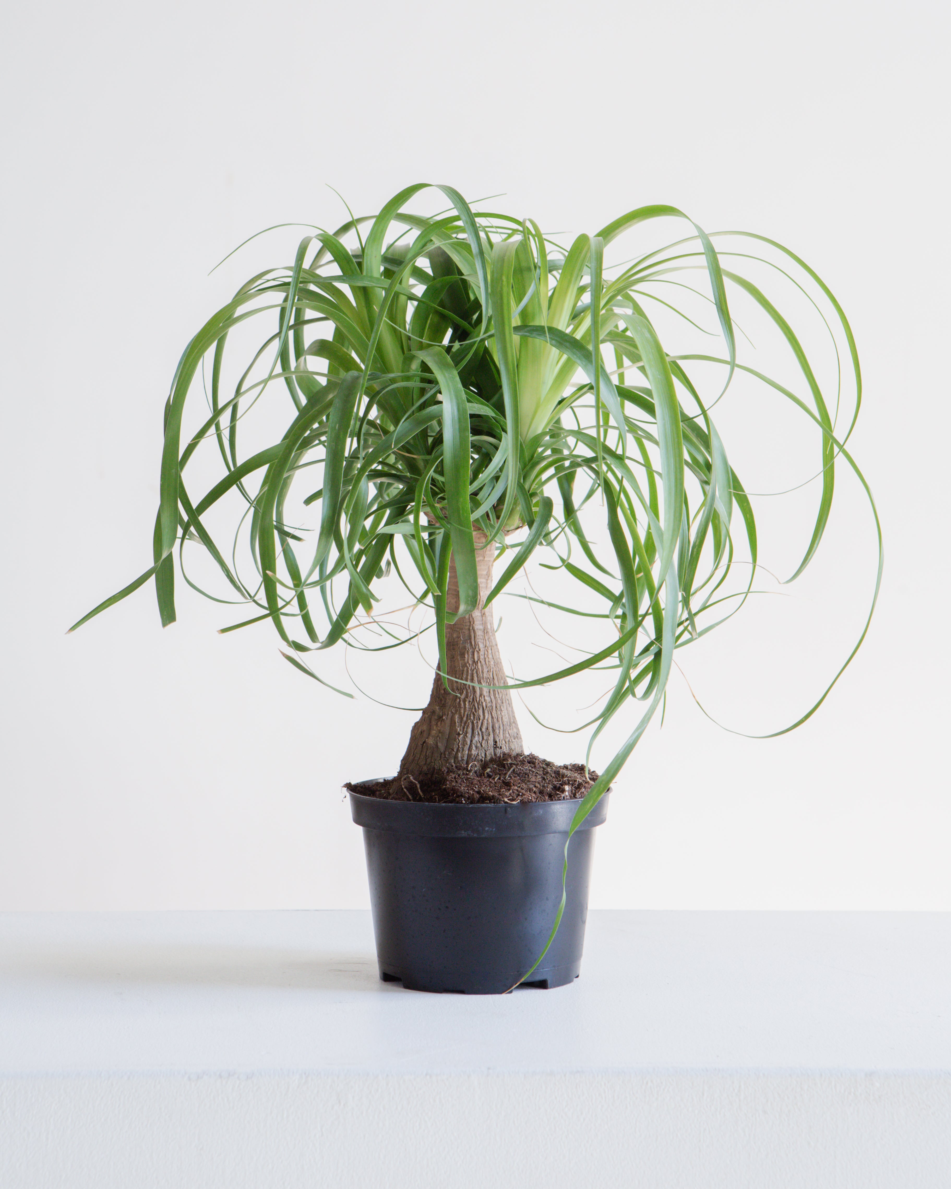 curly ponytail palm Ponytail Palm: Beaucarnea recurvata