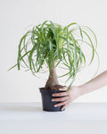 Ponytail Palm: Beaucarnea recurvata - 6 inch pot