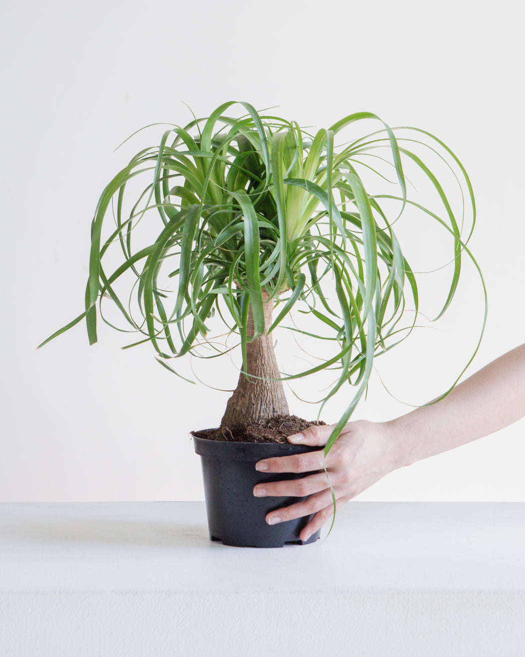 PONYTAIL PALM 6" Grower Pot