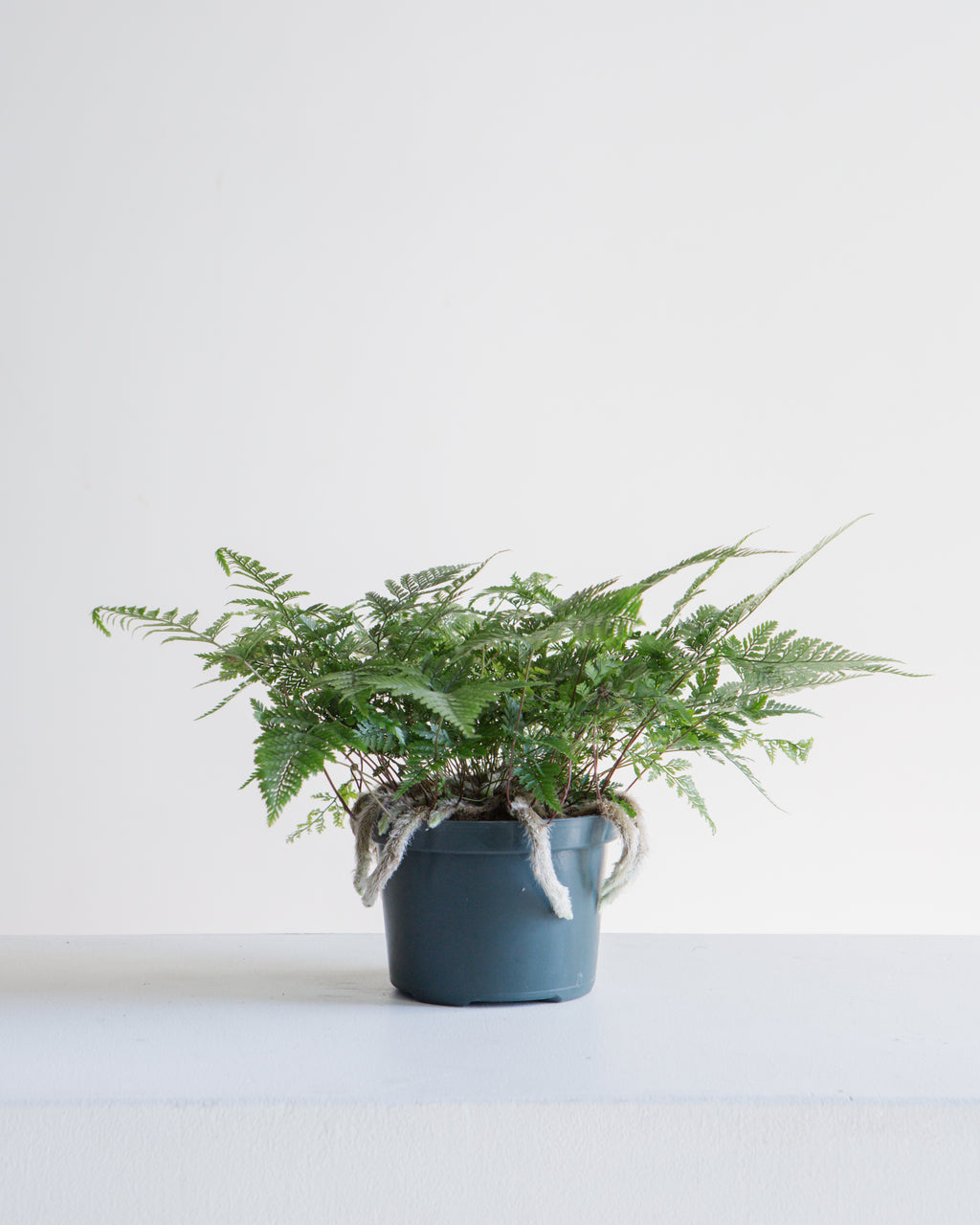 Rabbit's Foot Fern: Davallia fejeensis - 6 inch pot