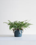 Rabbit's Foot Fern: Davallia fejeensis - 6 inch pot
