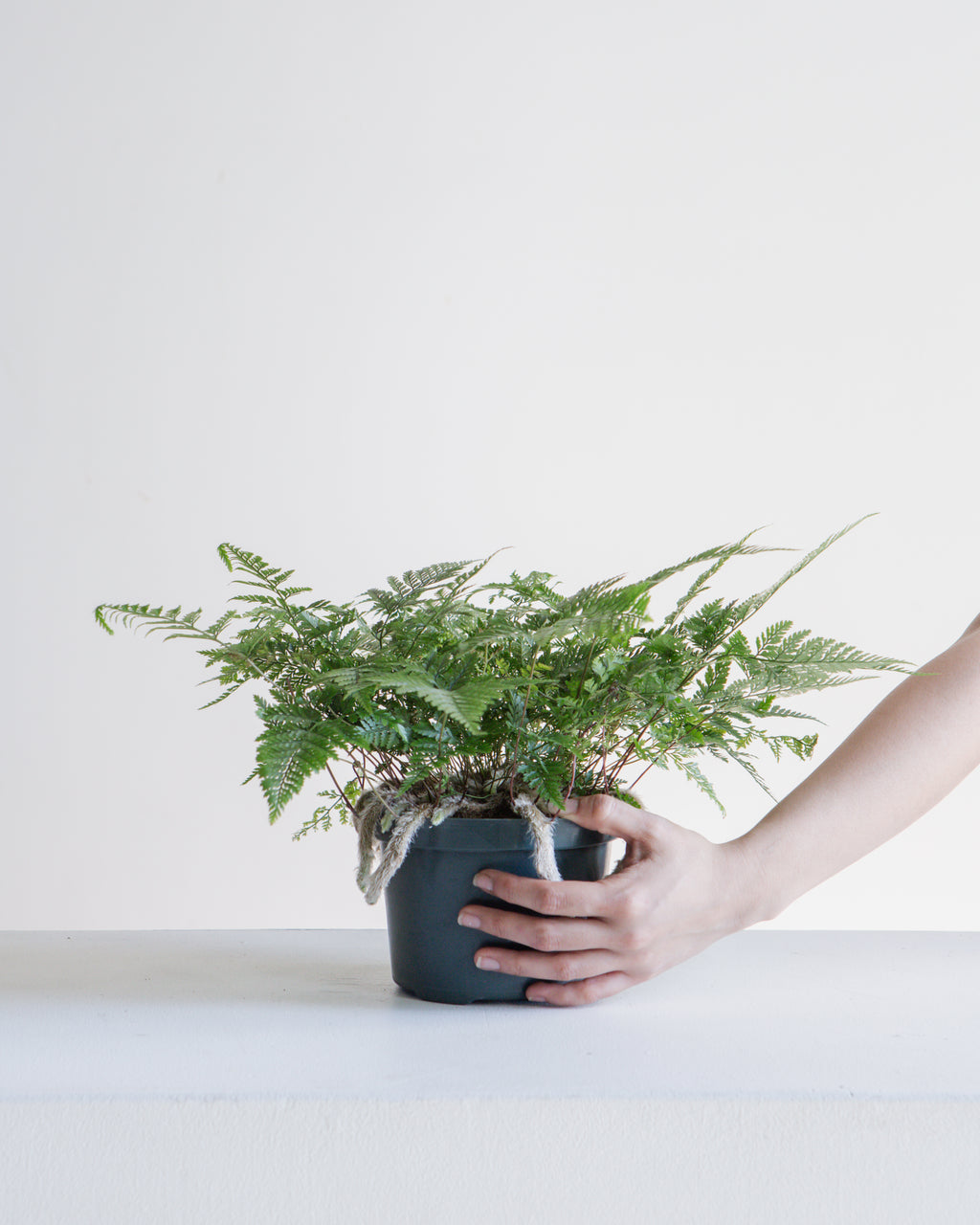 Rabbit's Foot Fern: Davallia fejeensis - 6 inch pot