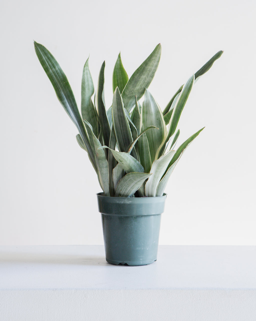 Silver Queen Snake Plant: Sansevieria trifasciata 'Sayuri' - 6 inch pot