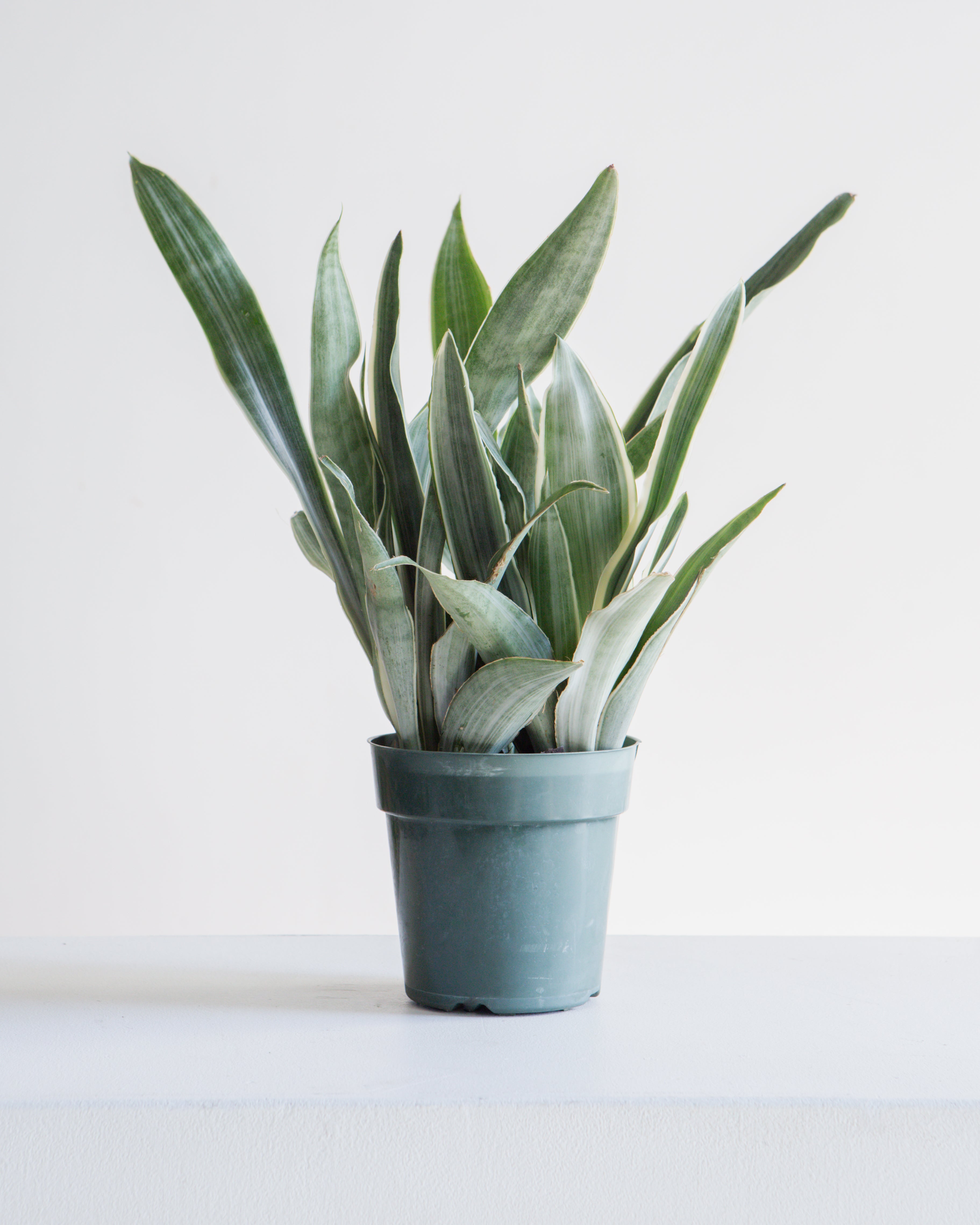 Silver Queen Snake Plant: Sansevieria trifasciata 'Sayuri' - 6 inch pot