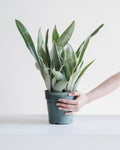 Silver Queen Snake Plant: Sansevieria trifasciata 'Sayuri' - 6 inch pot