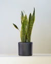 SNAKE PLANT (SANSEVIERIA 'LAURENTII') 6" Grower Pot