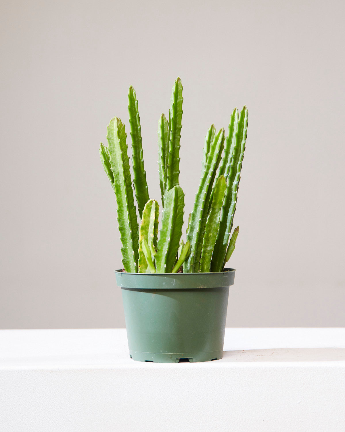 STAPELIA 6" Grower Pot
