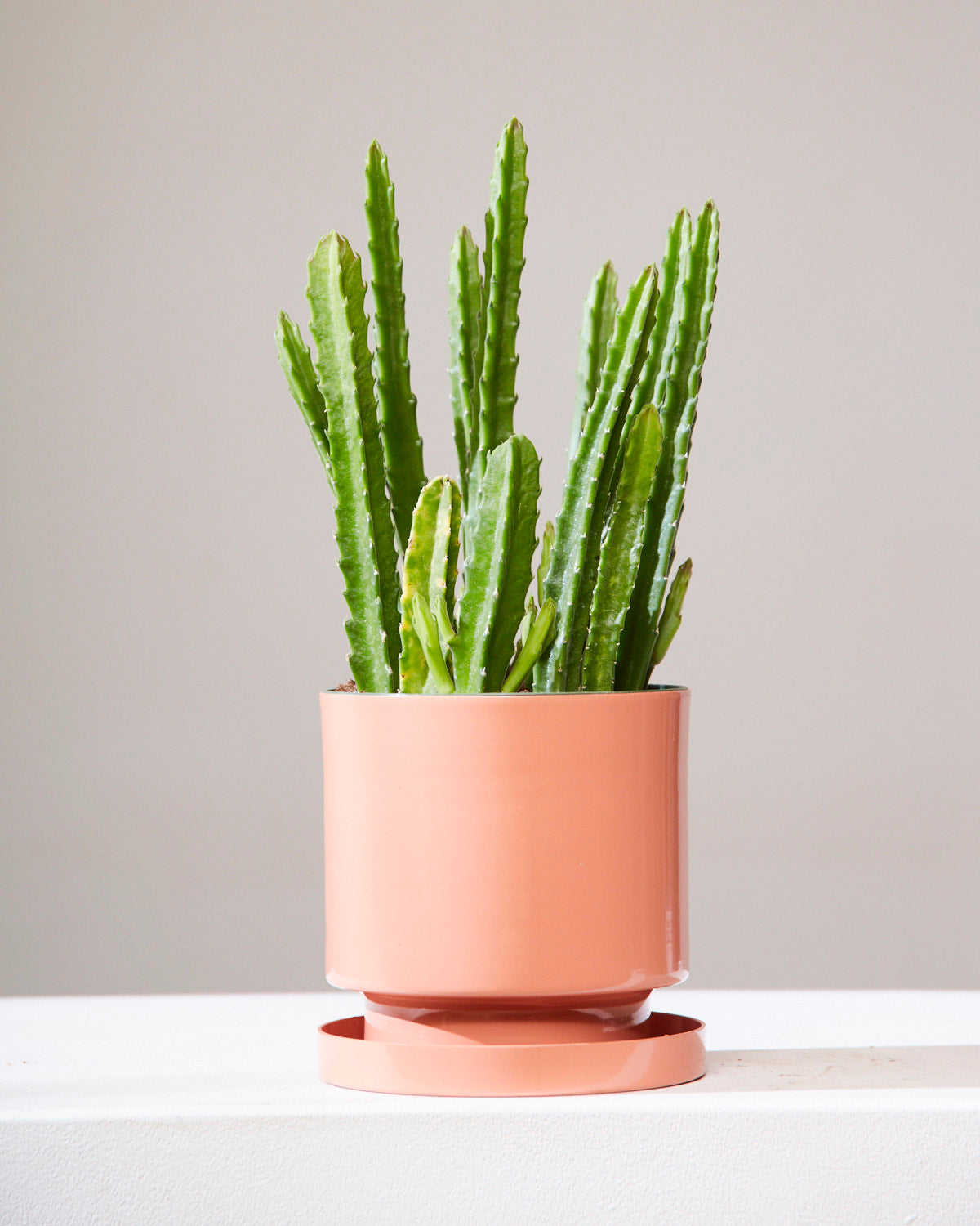 STAPELIA 6" Grower Pot