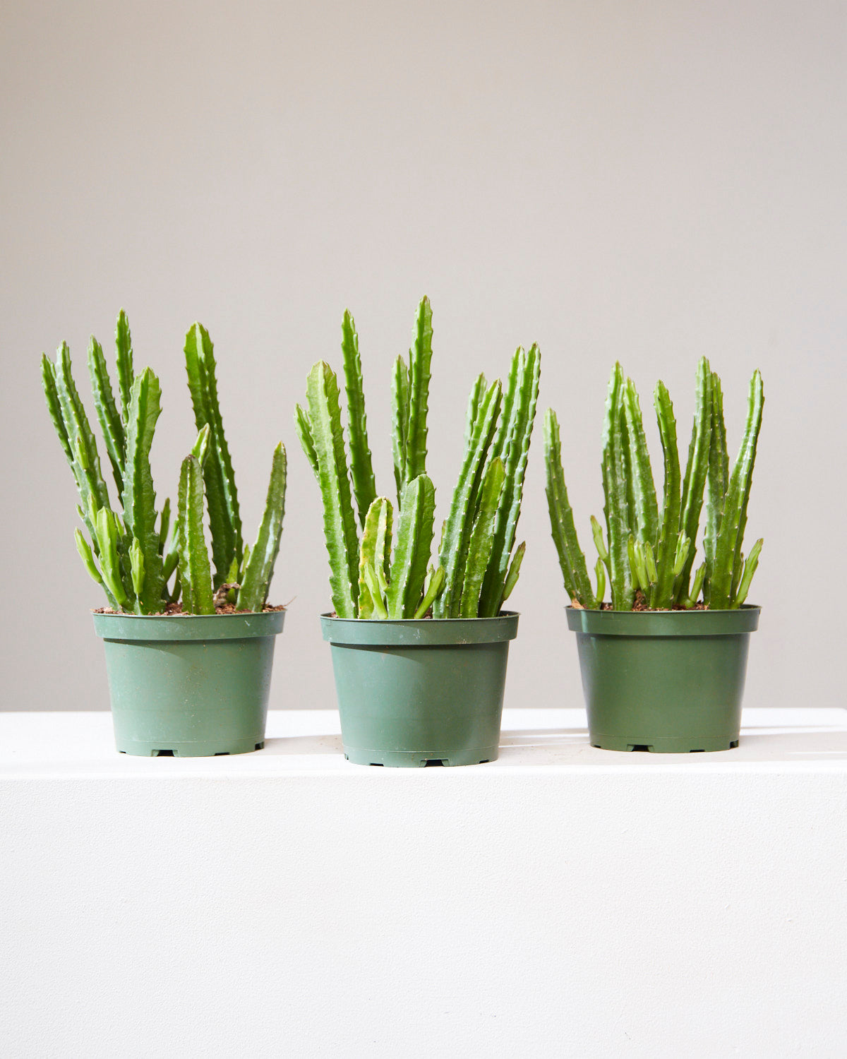 STAPELIA 6" Grower Pot