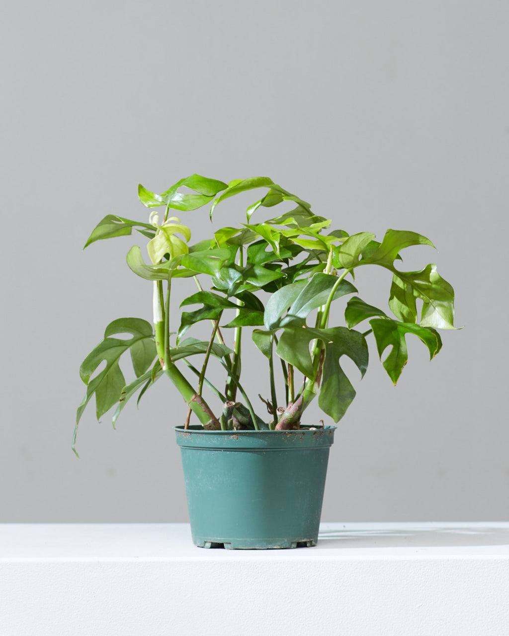 Mini Monstera: Rhaphidophora tetrasperma - 6 inch pot