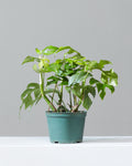 Mini Monstera: Rhaphidophora tetrasperma - 6 inch pot