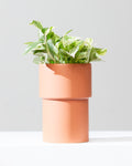 Vermillion Planter | 6 inch Nursery Pot