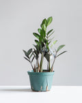 Supernova ZZ Plant: Zamioculcas zamiifolia - 6 inch pot