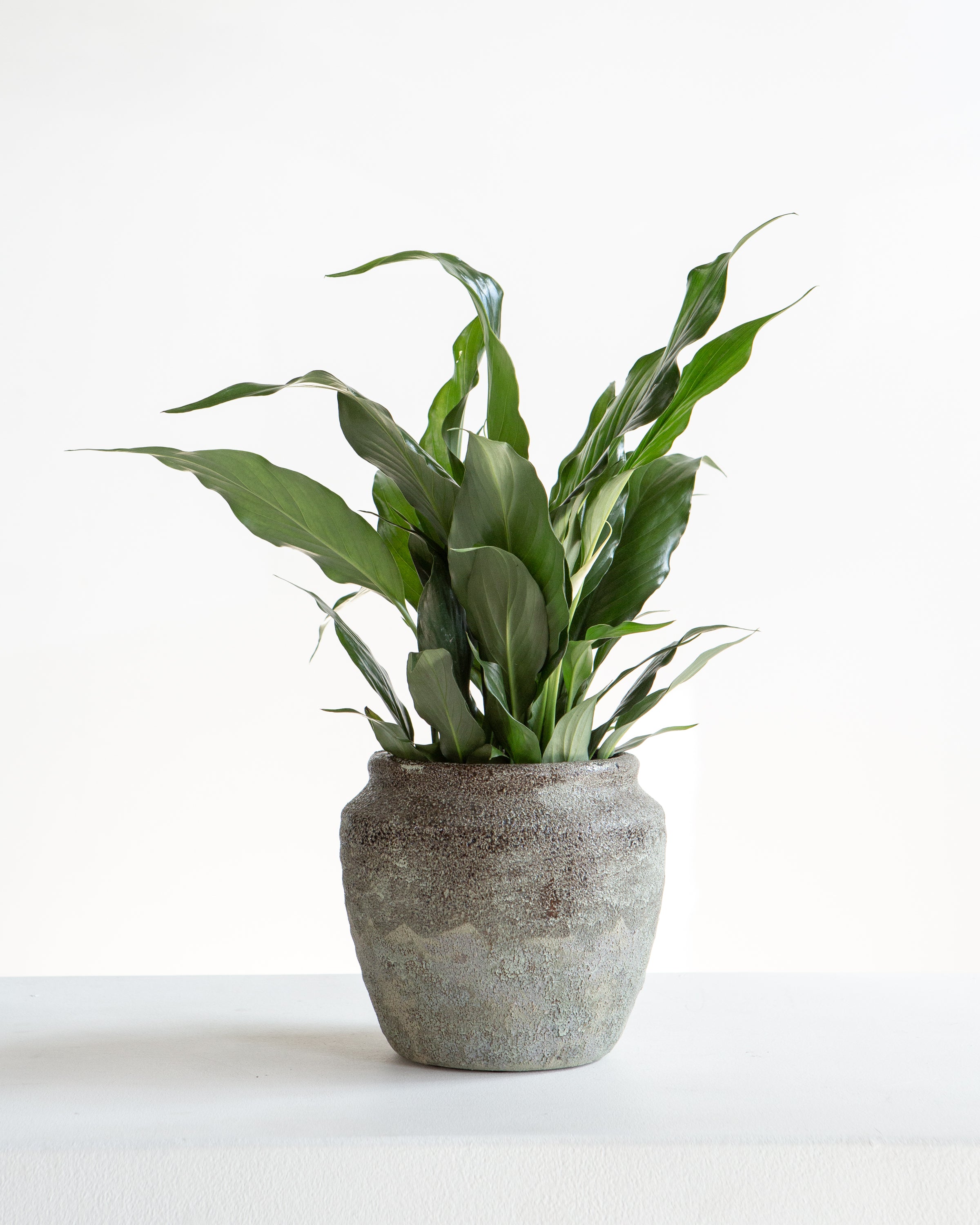 EARTHY POT Small 7.25 Inch
