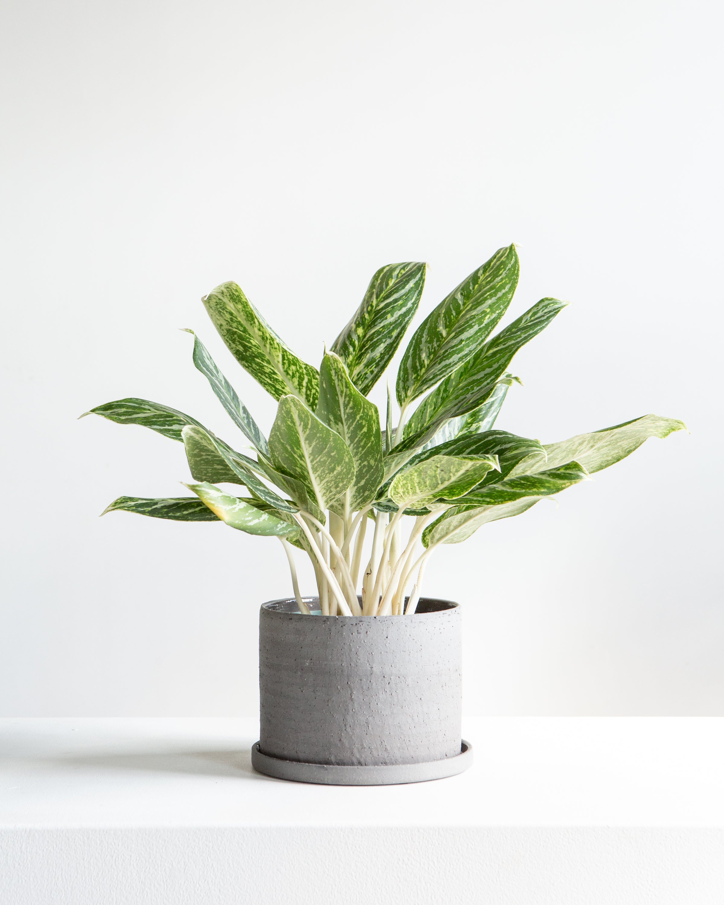 Easton Planter with Drainage and Tray | 6 inch Diameter