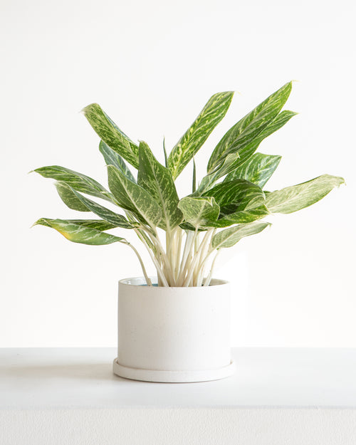 Easton Planter with Drainage and Tray | 6 inch Diameter