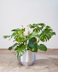 Swiss Cheese Plant Trellis: Monstera deliciosa - 12 inch pot - 3 foot tall