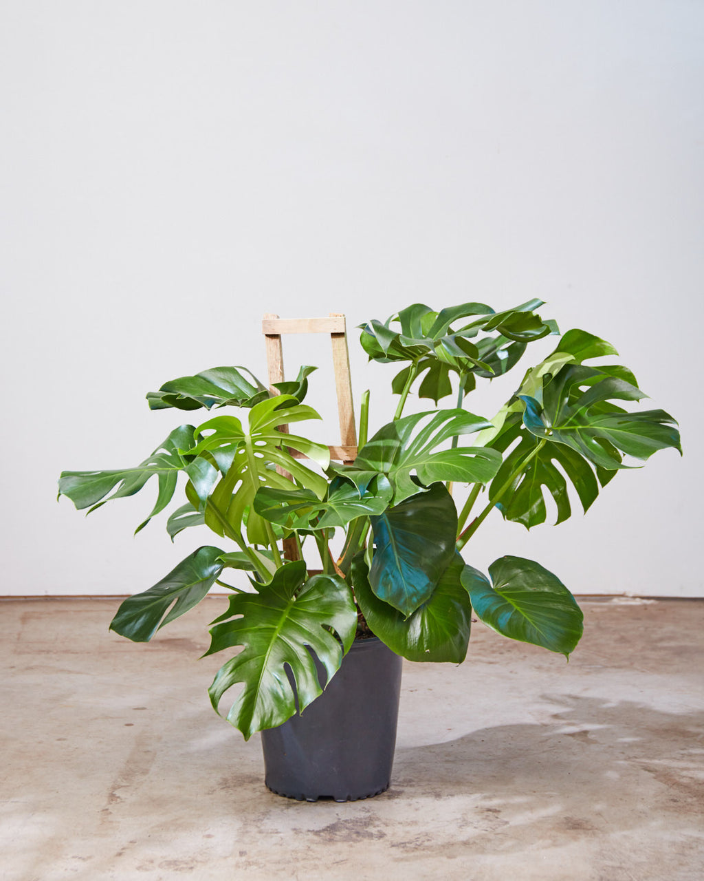 monstera deliciosa lattice Swiss Cheese Plant Trellis: Monstera deliciosa - 12 inch pot