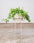 LORE PLANTER & STAND - Medium 11 Inch