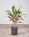 CORDYLINE 'PINK DIAMOND' 10" Grower Pot