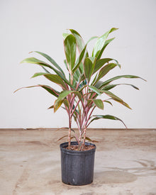  CORDYLINE 'PINK DIAMOND' 10" Grower Pot